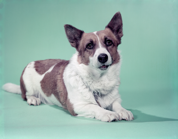 https://images.fineartamerica.com/images-medium-5/1950s-cardigan-welsh-corgi-dog-animal-images.jpg