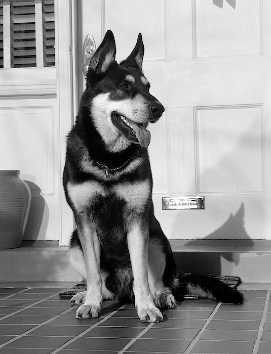 https://images.fineartamerica.com/images-medium-5/1950s-german-shepherd-dog-sitting-vintage-images.jpg