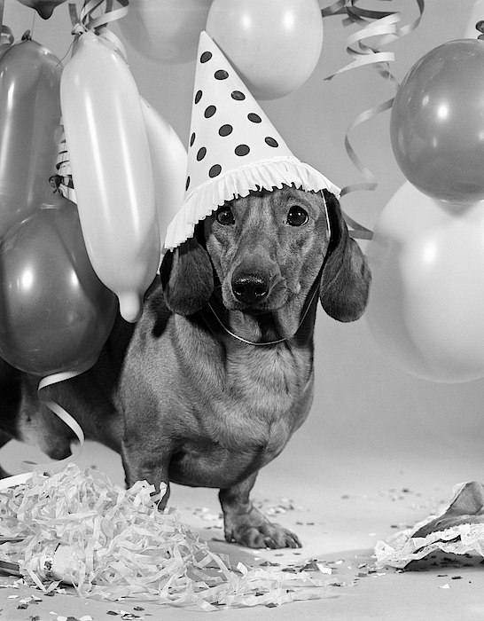 Polka store dot dachshund