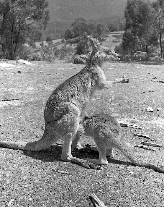 Kangaroo Yoga Mat