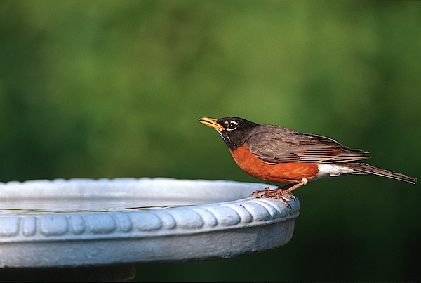 American Robin (Turdus migratorius) Dimensions & Drawings