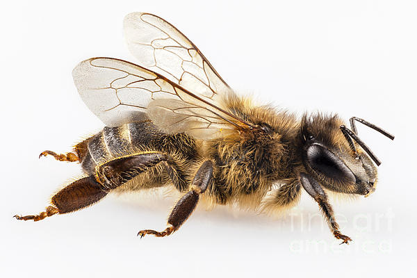 https://images.fineartamerica.com/images-medium-5/2-bee-species-apis-mellifera-common-name-western-honey-bee-or-euro-pablo-romero.jpg