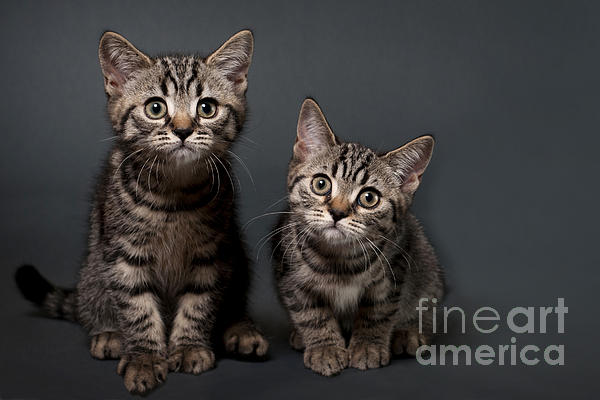 https://images.fineartamerica.com/images-medium-5/2-british-shorthair-kittens-borislav-stefanov.jpg