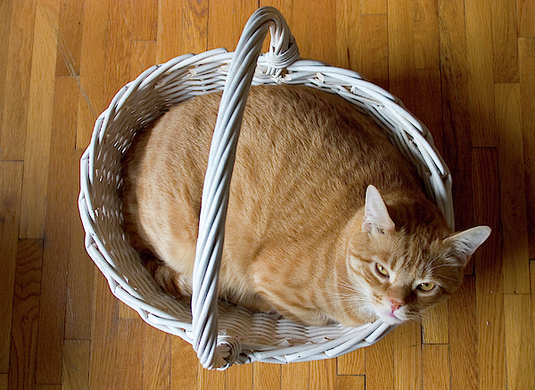 Cat Sitting In A Basket #2 Yoga Mat by Karl Schatz - Pixels