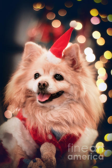 Charline Xia - Christmas Dog