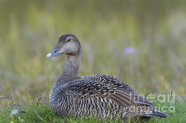 Eider duck online blanket