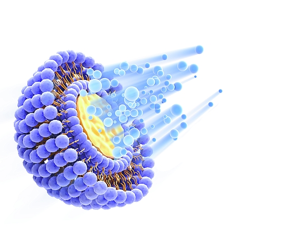 https://images.fineartamerica.com/images-medium-5/2-drug-delivering-liposome-alfred-pasiekascience-photo-library.jpg