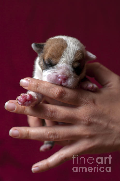 Puppy present. Photograph by Borislav Stefanov - Pixels