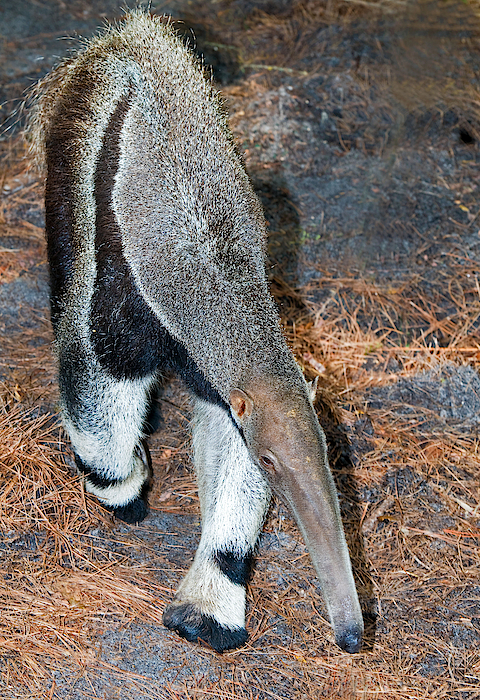  iPhone 13 Anteater T-Pose Tamandua Case : Cell Phones