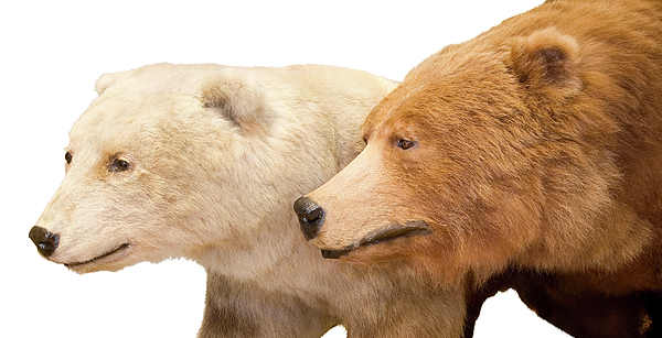 Grizzly-polar Bear Hybrid Specimen Greeting Card by Natural History Museum,  London/science Photo Library