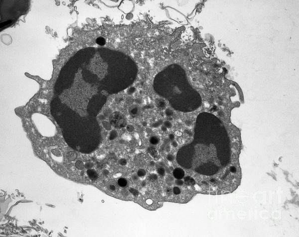 Human Neutrophil, Tem by David M. Phillips