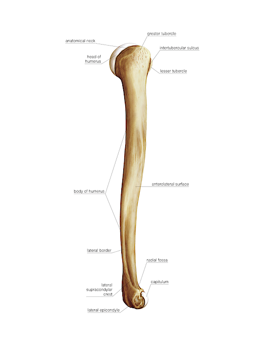 Humerus Greeting Card by Asklepios Medical Atlas