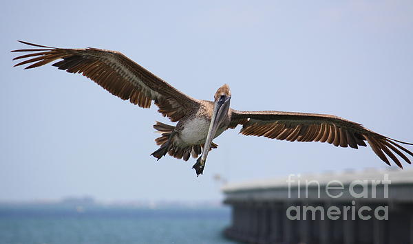 https://images.fineartamerica.com/images-medium-5/2-incoming-pelican-carol-groenen.jpg