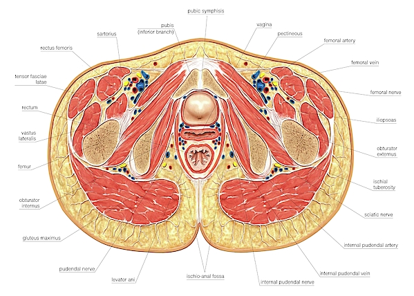 Muscles Of Pelvis Floor Cross Section Greeting Card For Sale By Asklepios Medical Atlas 6412