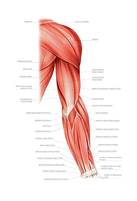 Muscles Of Right Upper Arm Greeting Card for Sale by ...