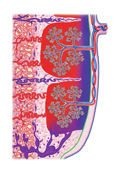 Placenta #2 Greeting Card by Asklepios Medical Atlas