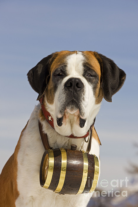 Saint bernard outlet harness