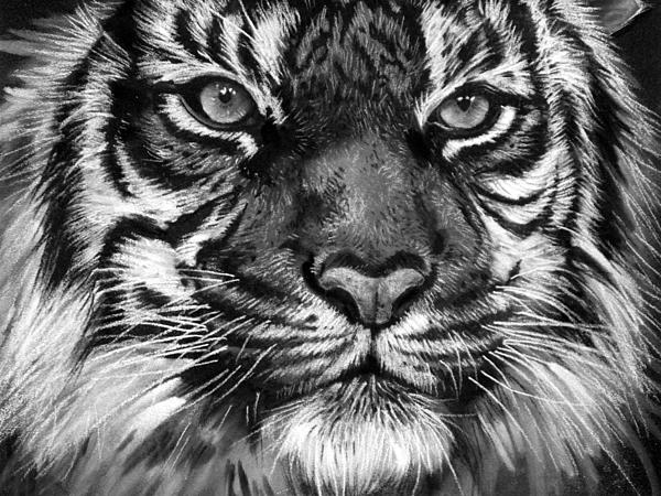 South China Tiger by Sharlena Wood