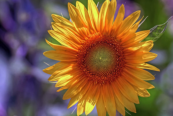 Nature Art