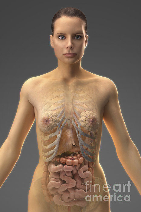 Premium Vector  Human anatomy of female breast