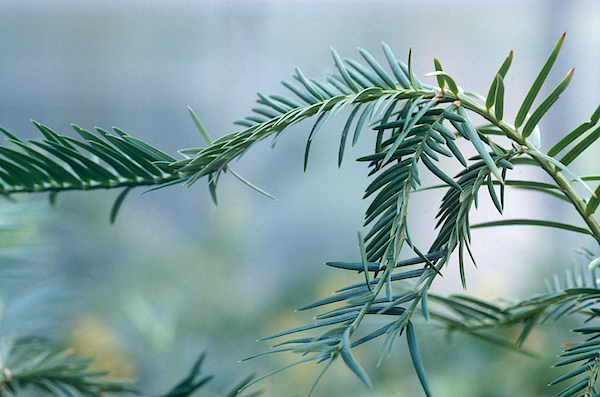 Torreya Taxifolia Jigsaw Puzzle by Gary Retherford - Pixels