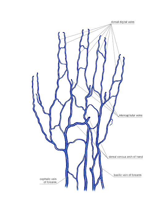 Venous System Of The Hand Greeting Card by Asklepios Medical Atlas