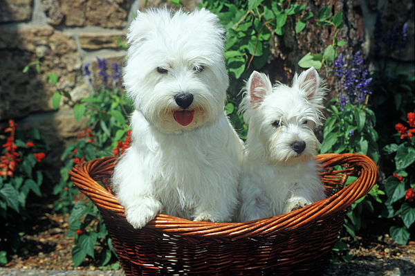 Adult westie clearance