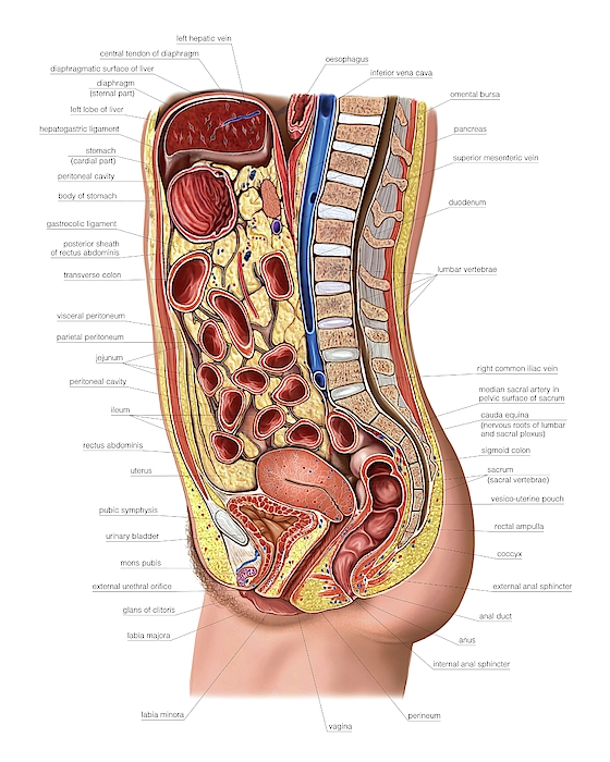 Simple Human Stomach Diagram - Vintage Anatomy Poster Weekender