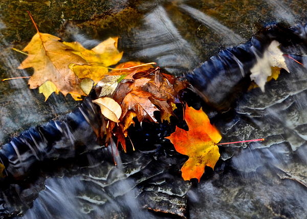 Frozen in Time Fine Art Photography - Autumn Leaves
