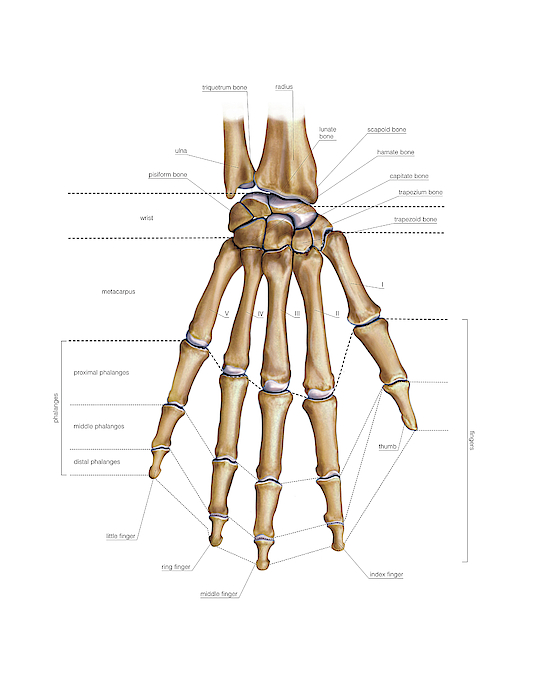 Bones Of The Hand 3 Greeting Card By Asklepios Medical Atlas 5544