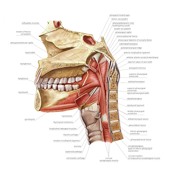 Buccopharyngeal Region Muscles Greeting Card By Asklepios Medical Atlas 4317