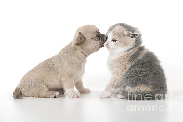 https://images.fineartamerica.com/images-medium-5/3-chihuahua-puppy-and-kitten-john-daniels.jpg