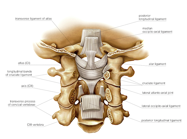 Head And Neck Joints Greeting Card for Sale by Asklepios Medical Atlas