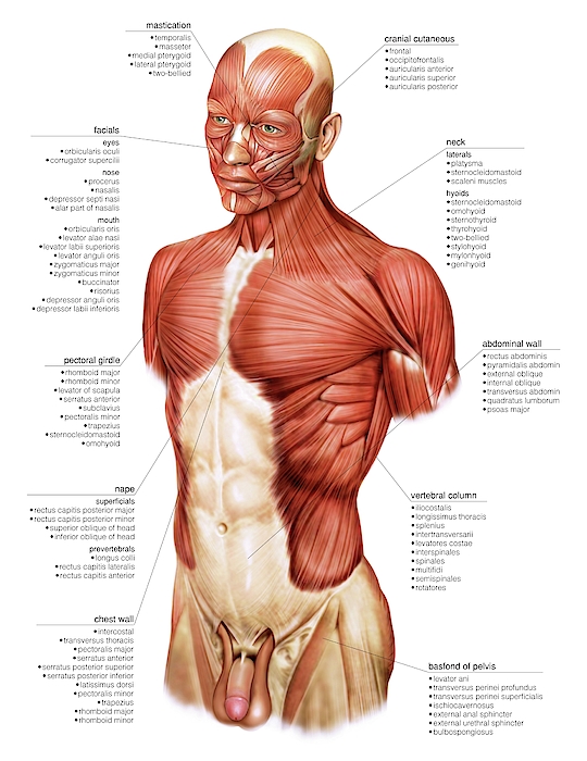 Muscles Of Trunk iPhone Case by Asklepios Medical Atlas - Science