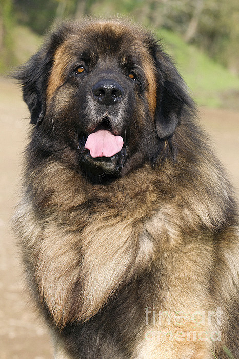 15 oz. Leonberger Dishwasher Safe Microwavable Ceramic Coffee Mug