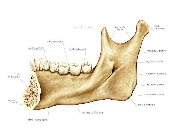 Mandible Greeting Card For Sale By Asklepios Medical Atlas 8659