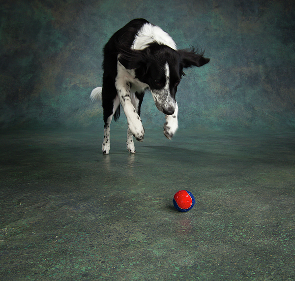 Border Collie With Toys Jigsaw Puzzle