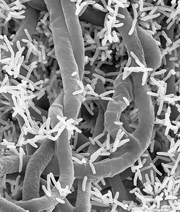 Pseudomonas And Pythium Greeting Card by Dennis Kunkel Microscopy ...