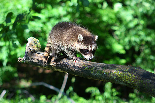 Raccoon discount fleece blanket