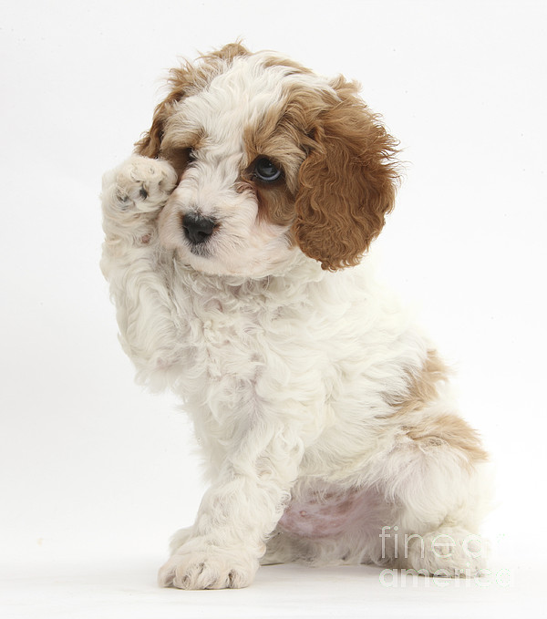 https://images.fineartamerica.com/images-medium-5/3-red-and-white-cavapoo-puppy-mark-taylor.jpg