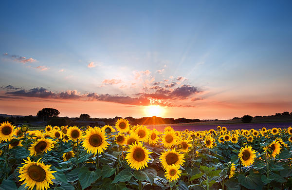 Matthew Gibson - Hope, inspirational sunset of sunflowers and vibrant sky