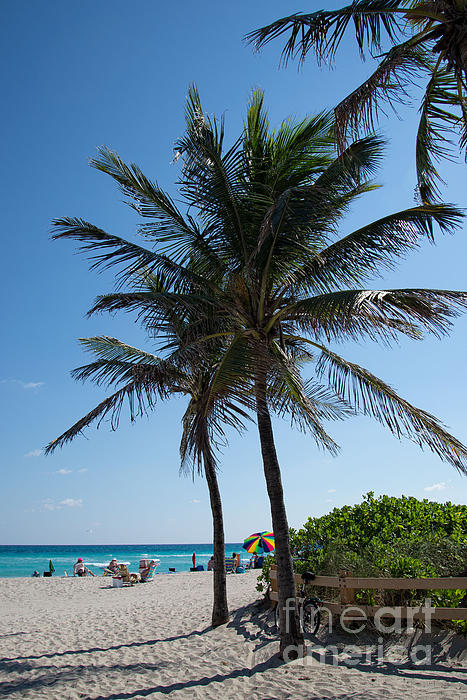 https://images.fineartamerica.com/images-medium-5/3-the-beach-in-hollywood-florida-carol-ailles.jpg