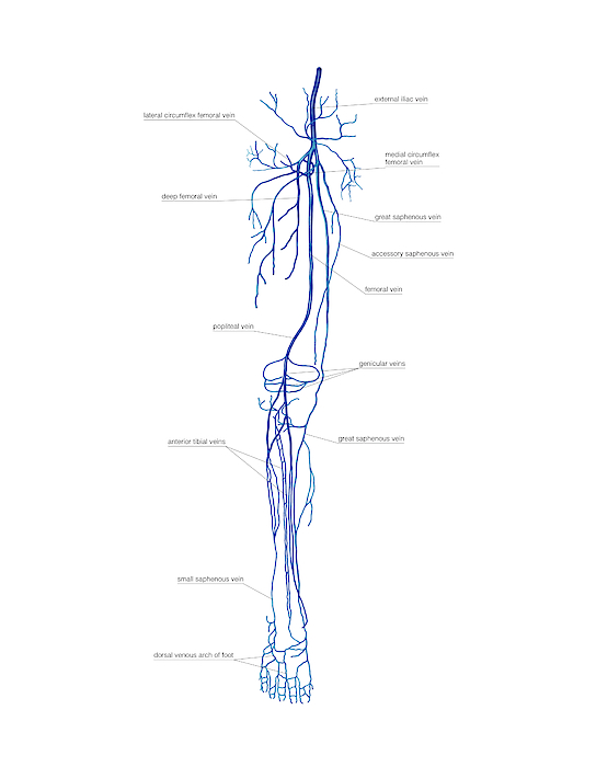 Venous System Of The Upper Limb Greeting Card By Askl - vrogue.co