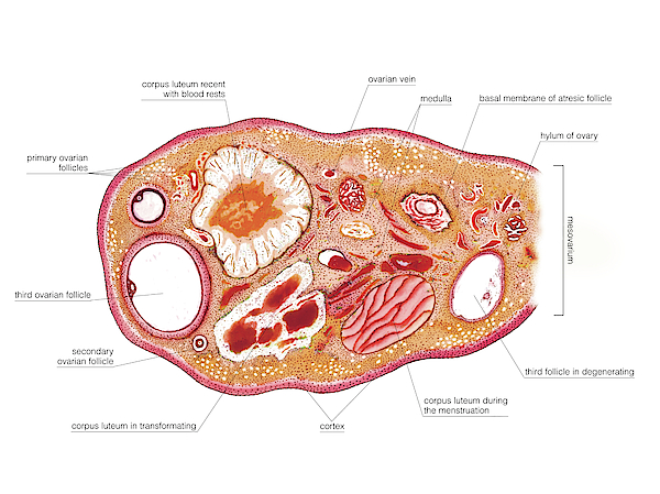 Female Genital System Greeting Card By Asklepios Medical Atlas