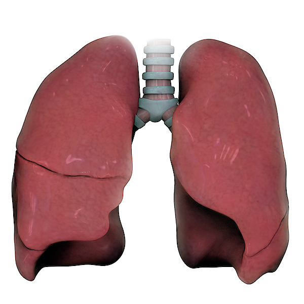 3d Model Of Right And Left Human Lung Greeting Card By Alayna Guza 0774