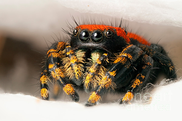 Regal Jumping Spider Jumping #4 Jigsaw Puzzle by Scott Linstead - Pixels  Puzzles