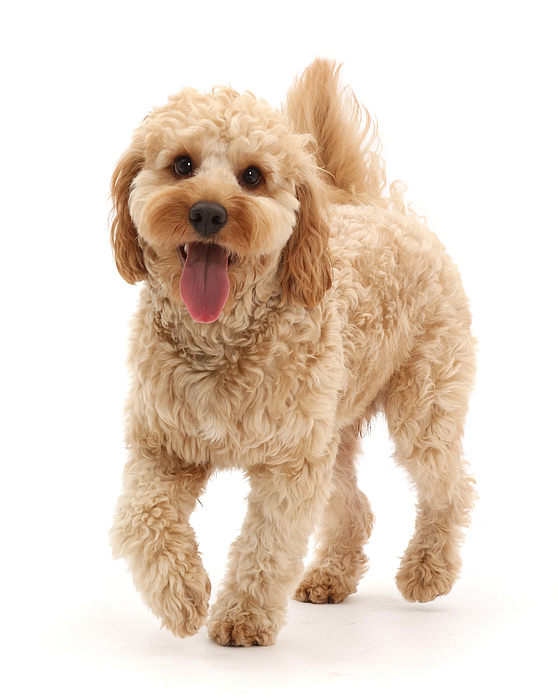 Cavapoo Dog - Jigsaw Puzzle