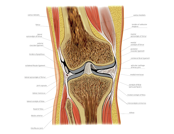 Knee Joint Greeting Card By Asklepios Medical Atlas 5375