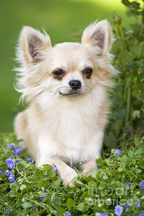 https://images.fineartamerica.com/images-medium-5/4-long-haired-chihuahua-jean-michel-labat.jpg