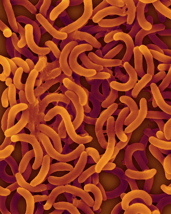 Vibrio Cholerae Bacteria Greeting Card by Dennis Kunkel Microscopy ...